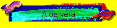 Aloe vera