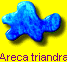 Areca triandra