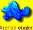 Arenga englerii