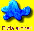 Butia archeri