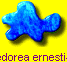 Chamaedorea ernesti-augusti