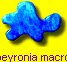 Chambeyronia macrocarpa