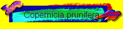 Copernicia prunifera