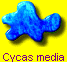 Cycas media
