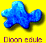 Dioon edule