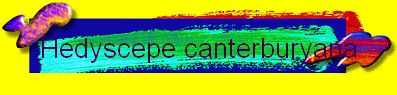 Hedyscepe canterburyana