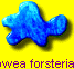 Howea forsteriana