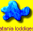 Latania loddigesii