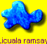 Licuala ramsayi