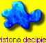 Livistona decipiens