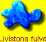 Livistona fulva