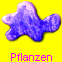 Pflanzen
