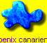 Phoenix canariensis