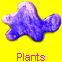 Plants