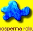 Ptychosperma robustom