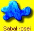 Sabal rosei