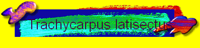 Trachycarpus latisectus