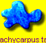 Trachycarpus takil