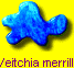 Veitchia merrillii