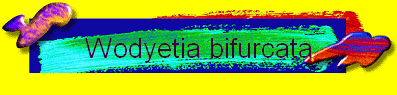 Wodyetia bifurcata