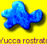 Yucca rostrata